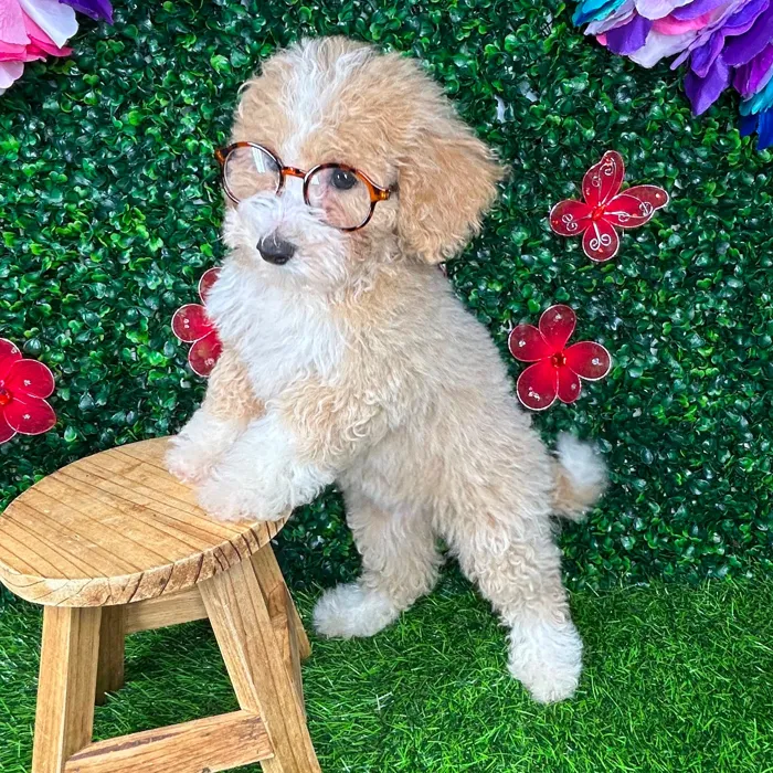 Female Bichon-Poodle puppy named *Carol Anne* for sale at Puppy Dreams - Mansfield.