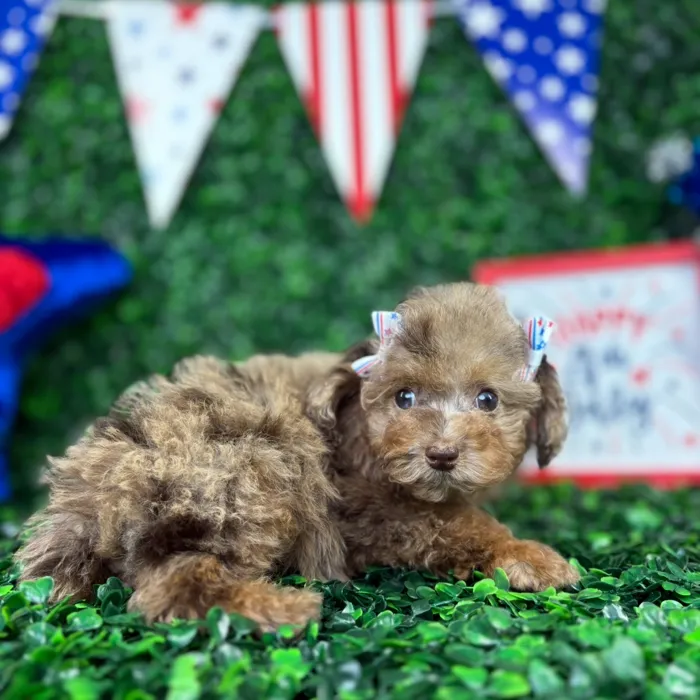 Female Mini Poodle puppy named Eva for sale at Puppy Dreams - North Richland Hills.