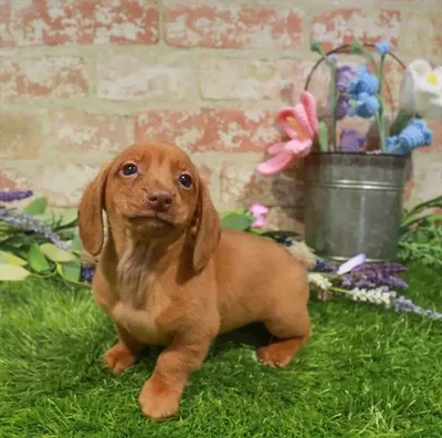 Male Dachshund puppy for sale at Puppy Dreams - Arlington.