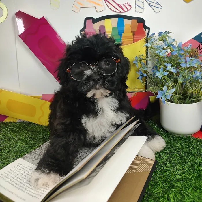 Female Shipoo puppy named Carlton for sale at Puppy Dreams - Mansfield.