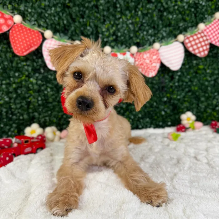 Male Yochon puppy named Rocket for sale at Puppy Dreams - Garland.