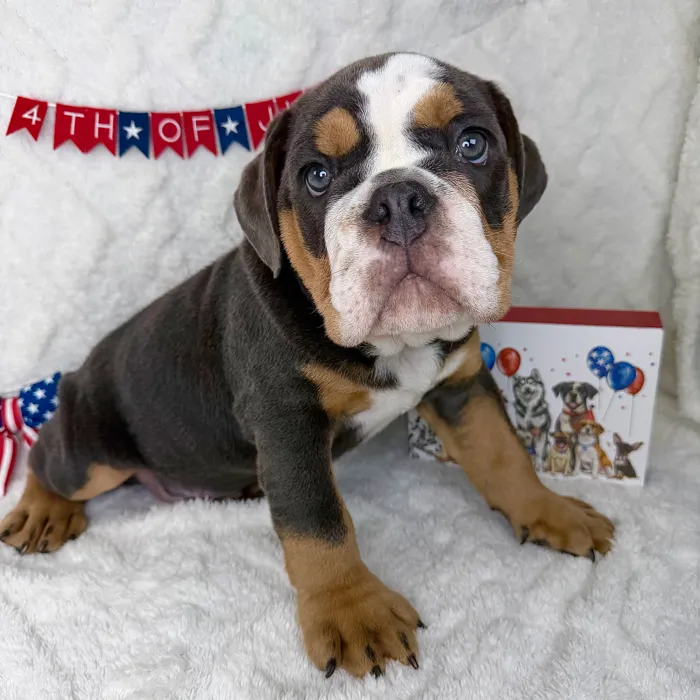 Male English Bulldog puppy named Bruno for sale at Puppy Dreams - Garland.