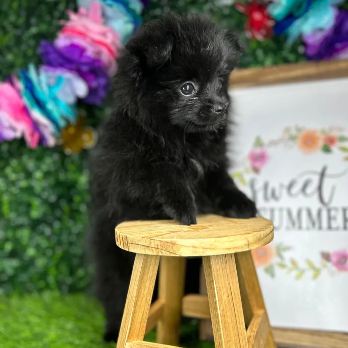 Female Pomeranian puppy named *Abilene* for sale at Puppy Dreams - Mansfield.