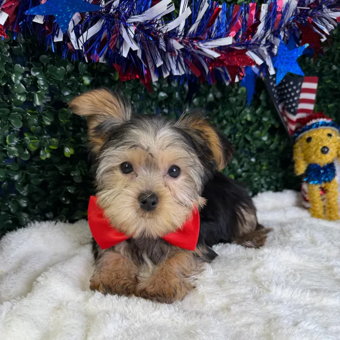 Male Yorkie puppy named Titan for sale at Puppy Dreams - Garland.