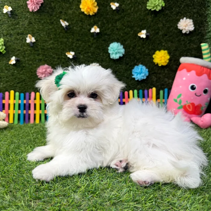 Female Pekingese - Mini Poodle puppy named Rosie for sale at Puppy Dreams - Carrollton.