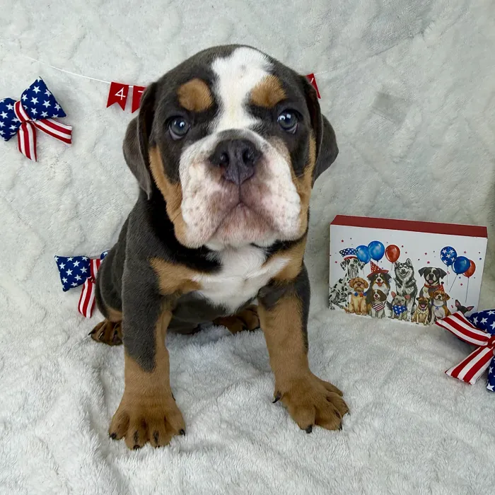 Male English Bulldog puppy named Bruno for sale at Puppy Dreams - Garland.