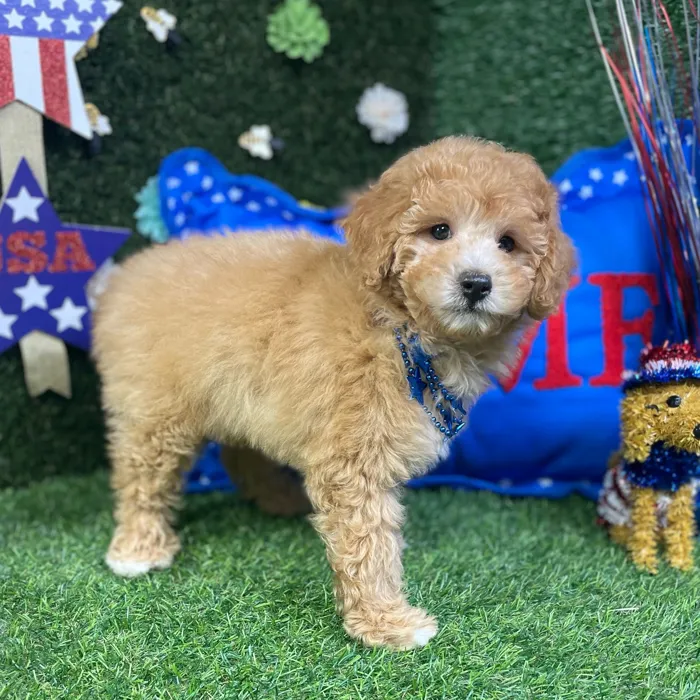 Male Mini Poodle puppy named Otis for sale at Puppy Dreams - Carrollton.