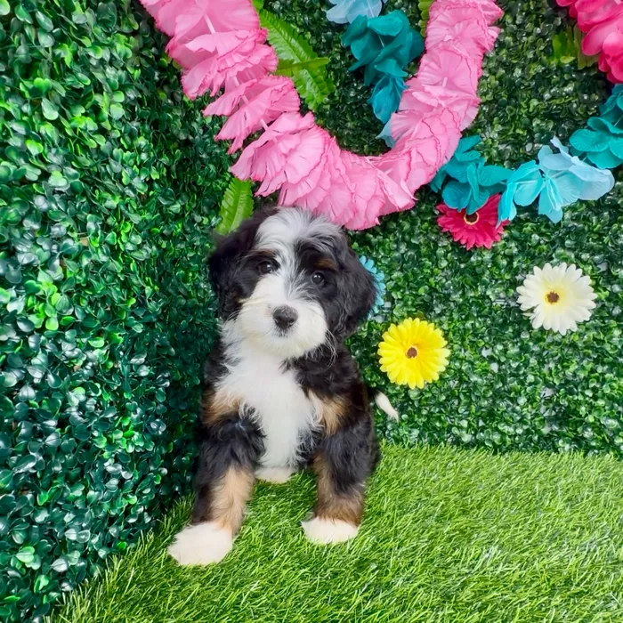 Female Bernedoodle puppy named Mooyah for sale at Puppy Dreams - Denton.