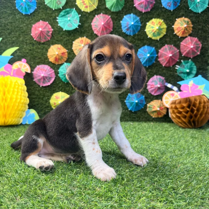 Male Beagle puppy named Buddy for sale at Puppy Dreams - Carrollton.