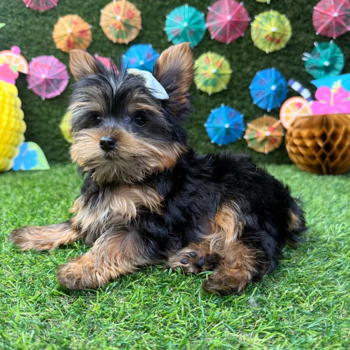 Female Yorkie puppy named Buttercup for sale at Puppy Dreams - Carrollton.