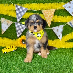 car_main_img_/media/ap_media/pets/SGLXAIAPFMLX377022.webp.250x250_q85.webp