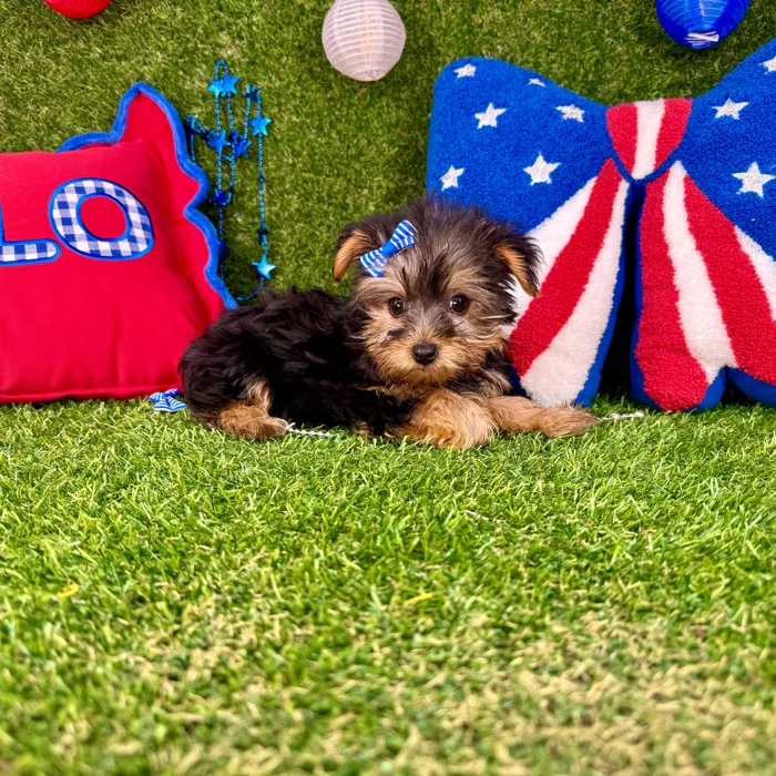 Female Yorkie puppy named Minnie for sale at Puppy Dreams - Arlington.