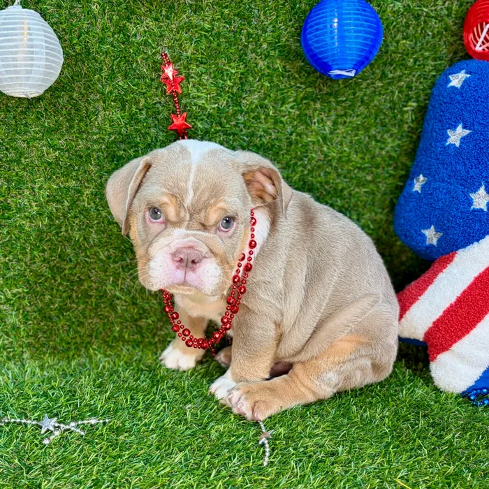 Male English Bulldog puppy named Gobble for sale at Puppy Dreams - Arlington.