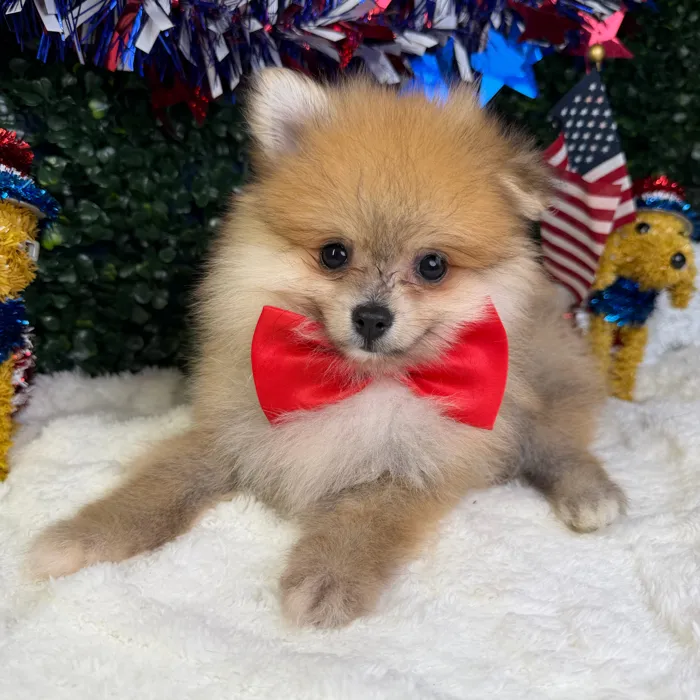 Male Pomeranian puppy named Chico for sale at Puppy Dreams - Garland.