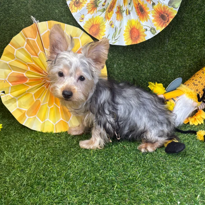 Male Silky Terrier puppy named Spoeck for sale at Puppy Dreams - Arlington.
