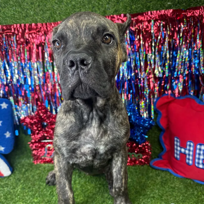 Female Cane Corso puppy named Zyla for sale at Puppy Dreams - Arlington.