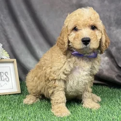 Male Hybrid puppy for sale at Puppy Dreams - Arlington.