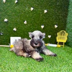 car_main_img_/media/ap_media/pets/SLNOIAQMBCCZ120612.webp.250x250_q85.webp