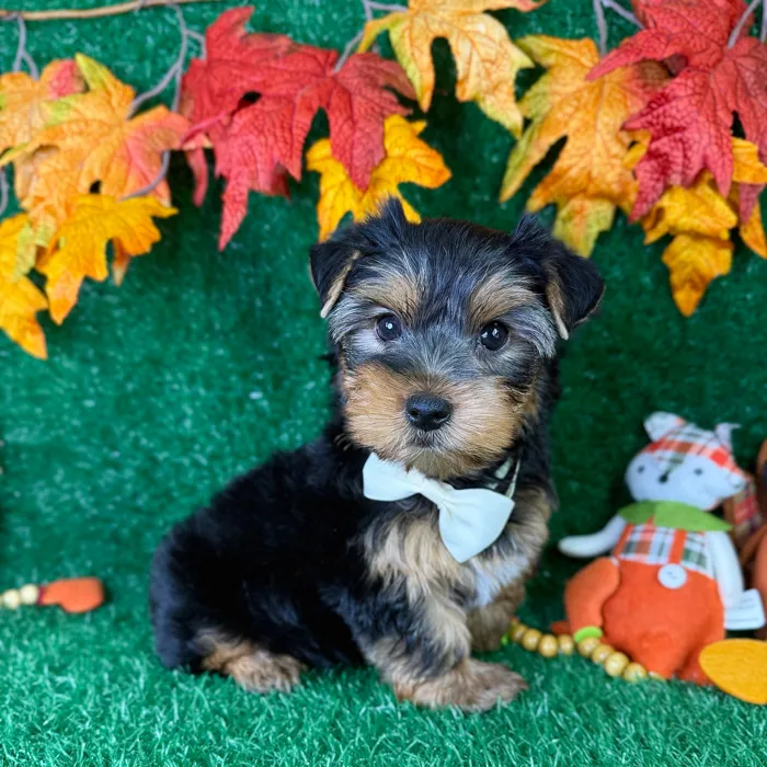 image_cropper_A32CBDEC-5B98-468D-A2DB-CB4F983140DF-11472-0000018558CBC03C.jpg