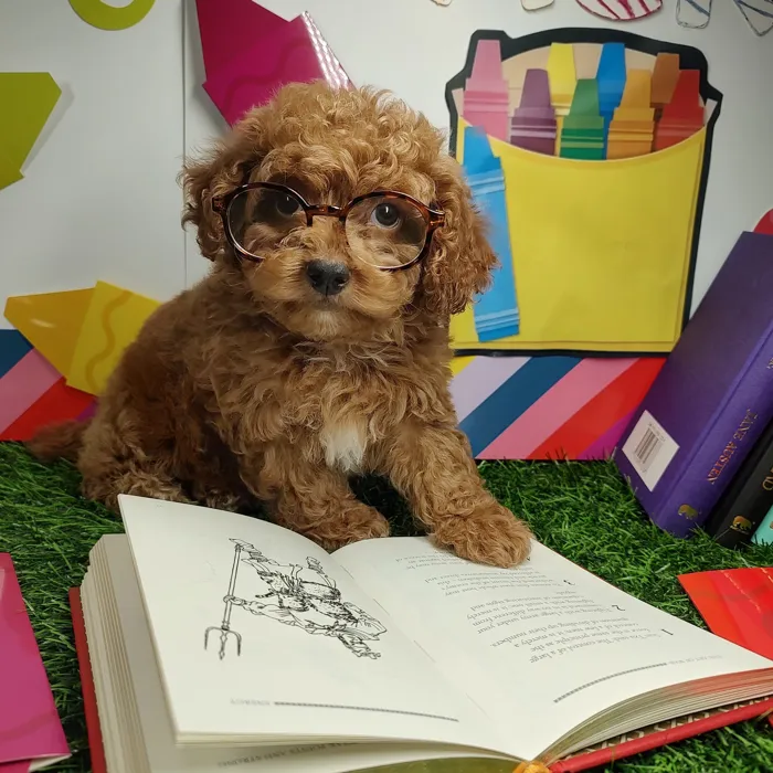 Male Mini Poodle puppy named *Professor Cromwell* for sale at Puppy Dreams - Mansfield.