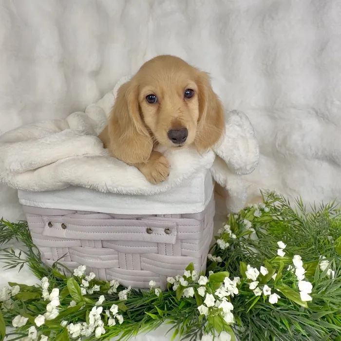 Female Dachshund puppy named Wendys for sale at Puppy Dreams - Denton.