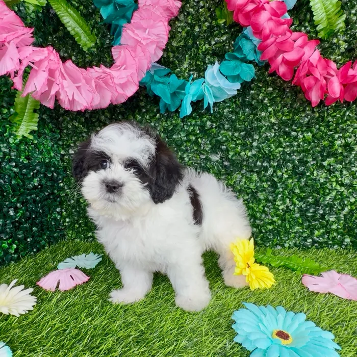 Female Shipoo puppy named Oreo for sale at Puppy Dreams - Denton.
