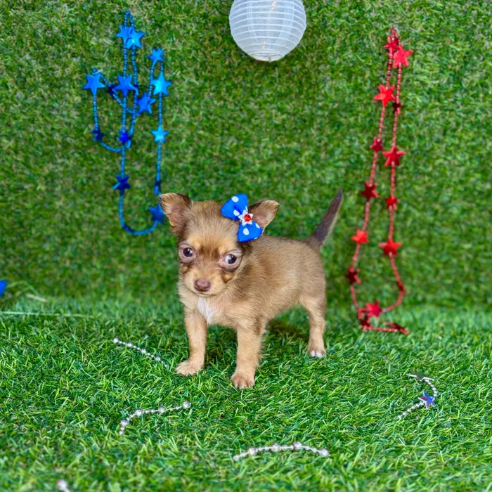 Female Chihuahua puppy named Billie for sale at Puppy Dreams - Arlington.