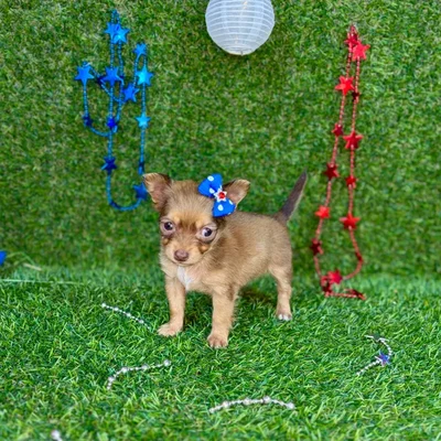 Female Chihuahua puppy named Billie for sale at Puppy Dreams - Arlington.