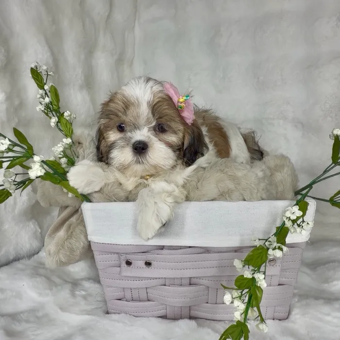 Female Shih Tzu puppy named Gordita Crunch for sale at Puppy Dreams - Denton.