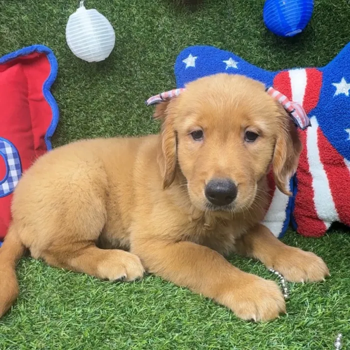 Female Golden Retriever puppy named Buttercup for sale at Puppy Dreams - Arlington.