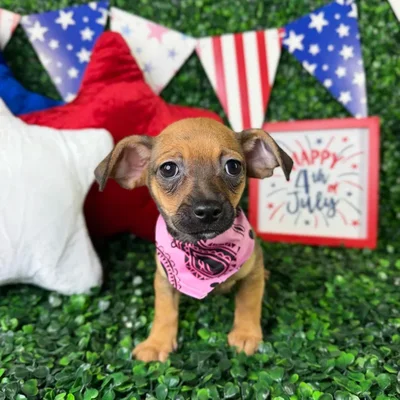 Female Chiweenie puppy named Chloe for sale at Puppy Dreams - North Richland Hills.
