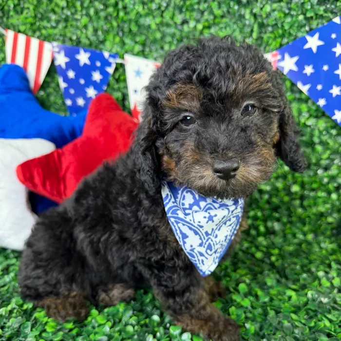 Male Mini Poodle puppy named Finn for sale at Puppy Dreams - North Richland Hills.