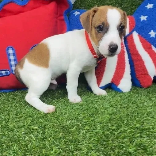 Male Jack Russell Terrier puppy named Resses for sale at Puppy Dreams - Arlington.