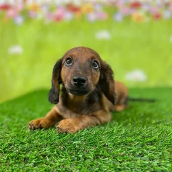 car_main_img_/media/ap_media/pets/STNWKDRDSYJL138849.webp.250x250_q85.webp