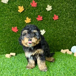 car_main_img_/media/ap_media/pets/SUJGNNERHWOU148733.webp.250x250_q85.webp
