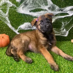 car_main_img_/media/ap_media/pets/SUKJWGFXHVUG149629.webp.250x250_q85.webp
