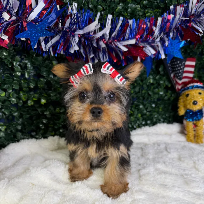 Female Yorkie puppy named Mimi for sale at Puppy Dreams - Garland.