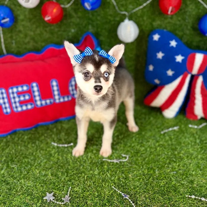 Female Alaskan Klee Kai puppy named Pepper for sale at Puppy Dreams - Arlington.