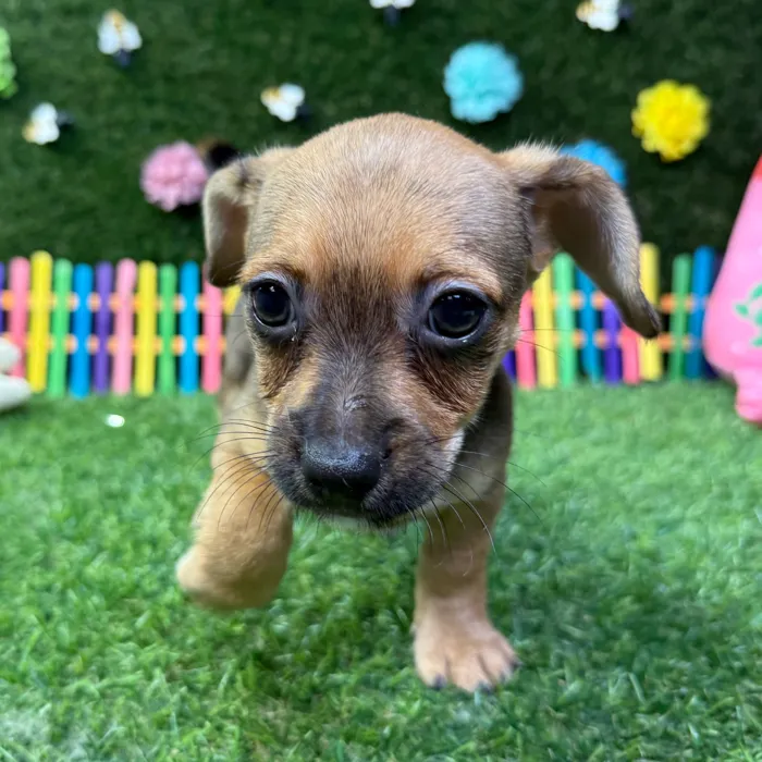 Male Chiweenie puppy named Chico for sale at Puppy Dreams - Carrollton.