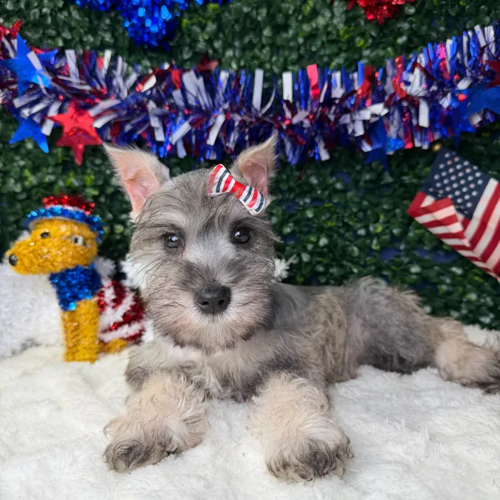 Female Mini Schnauzer puppy named Twinkle for sale at Puppy Dreams - Garland.