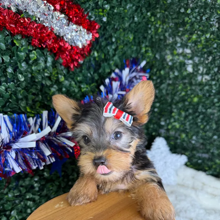 Female Silky Terrier puppy named Millie for sale at Puppy Dreams - Garland.