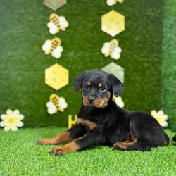car_main_img_/media/ap_media/pets/SZHVLEADAZFD134434.webp.250x250_q85.webp