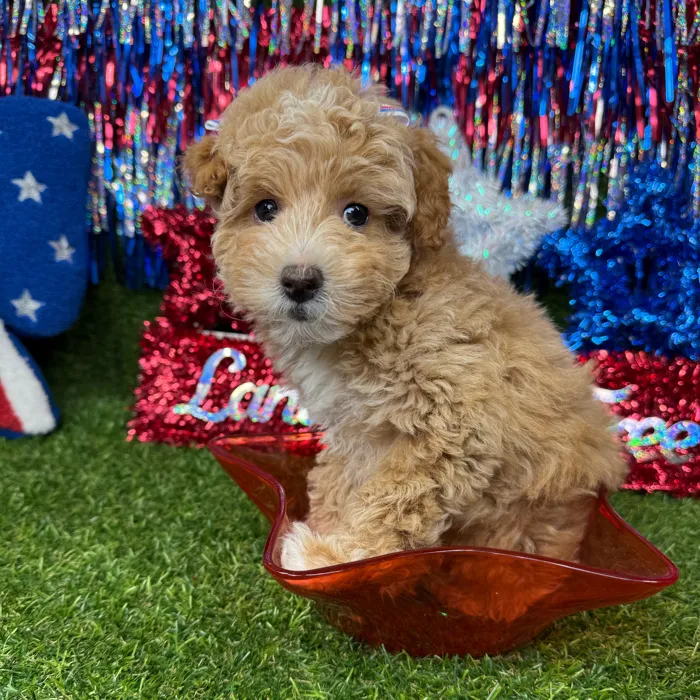 Female Poodle Toy puppy named Cream for sale at Puppy Dreams - Arlington.
