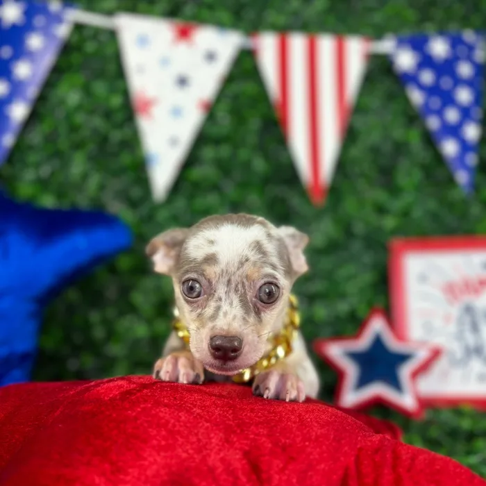Male Chihuahua puppy named Polo for sale at Puppy Dreams - North Richland Hills.