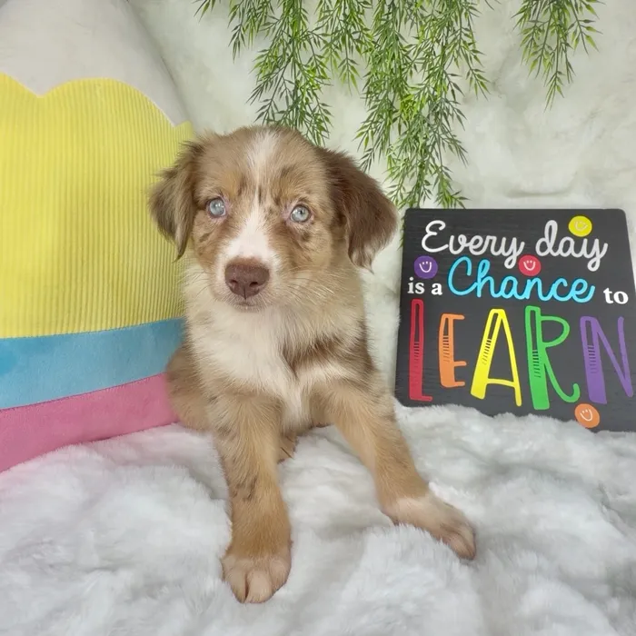 Male Australian Shepherd puppy named Raider for sale at Puppy Dreams - Denton.