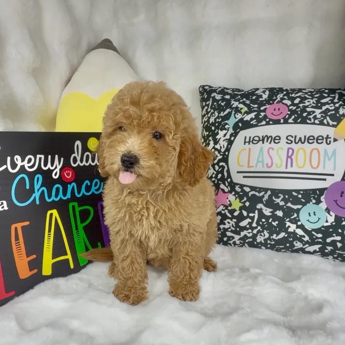 Female Mini Goldendoodle puppy named Hot Honey for sale at Puppy Dreams - Denton.