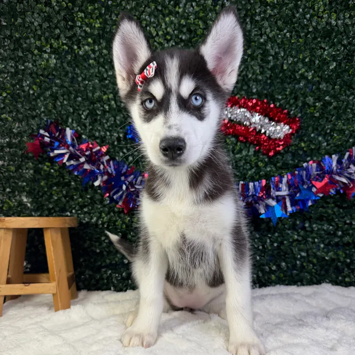 Female Siberian Husky puppy named Blizzard for sale at Puppy Dreams - Garland.
