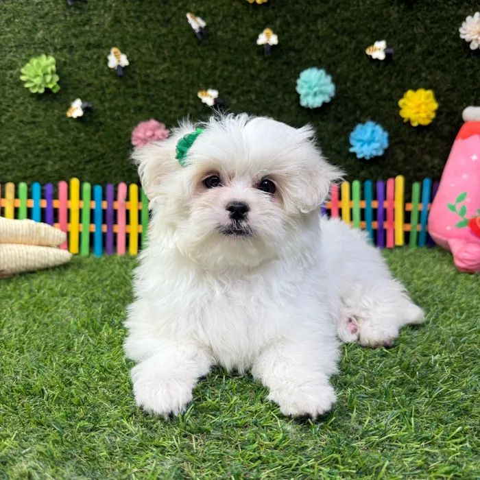 Female Pekingese - Mini Poodle puppy named Rosie for sale at Puppy Dreams - Carrollton.