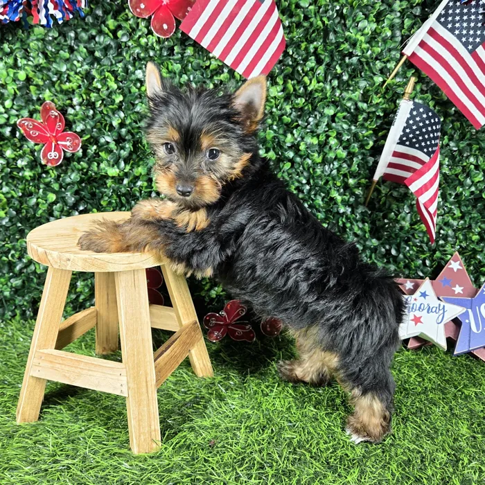 Male Yorkie puppy named *Waffles* for sale at Puppy Dreams - Mansfield.