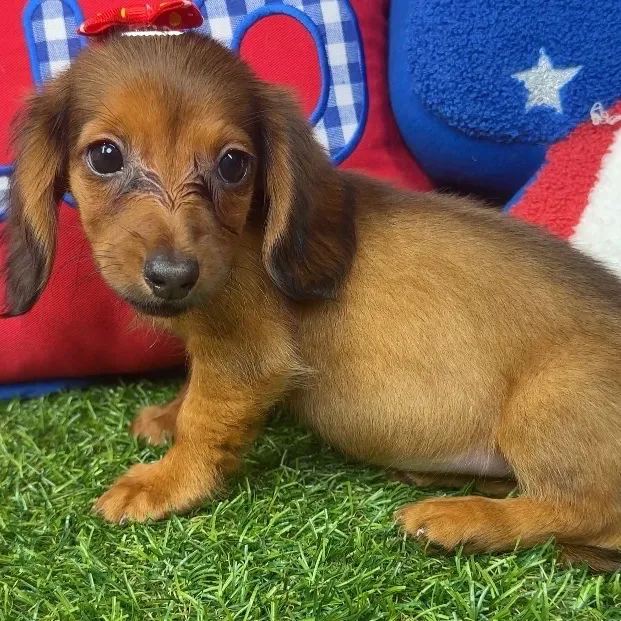 Female Dachshund puppy named Cannoli for sale at Puppy Dreams - Arlington.